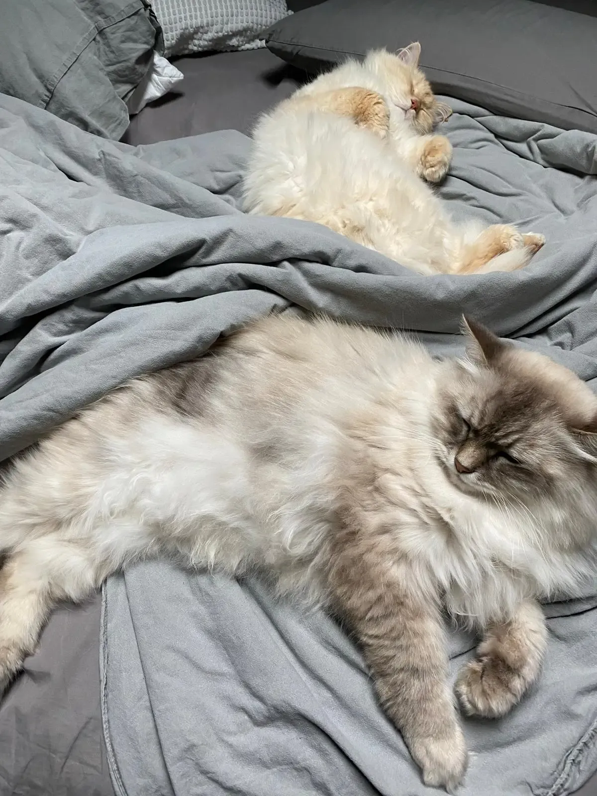 Die beiden Zenkita-Kater